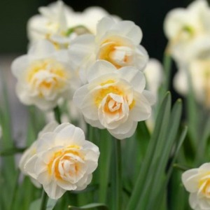 지앤 수선화 구근 5개 _ Narcissus bridal crown 브라이덜 크라운