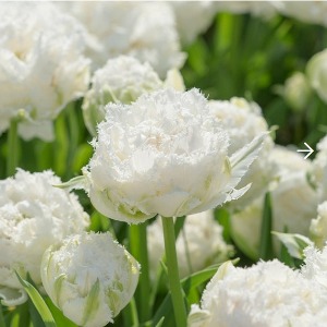 지앤 튤립 구근 5개 _tulip snow crystal 스노우크리스탈