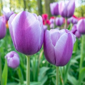지앤 튤립 구근 5개 _Tulip-Lilac-Love 라일락러브