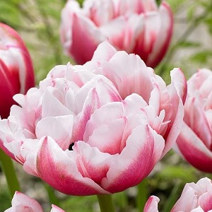 지앤 튤립 구근 5개 _tulip sambuca 삼부카