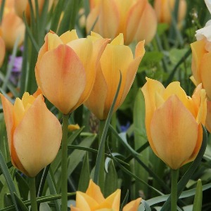 지앤 튤립 구근 5개 _tulip bronze charm 브론즈참 (원종튤립)