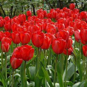 지앤 튤립 구근 5개 _ tulip red impression 레드임프레션